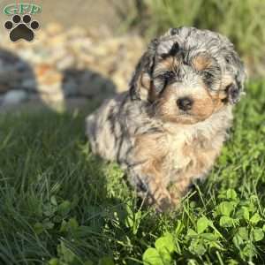 Moana, Mini Bernedoodle Puppy